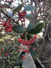 Cotoneaster coriaceus