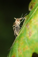 Culiseta longiareolata