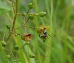 Sphecodogastra