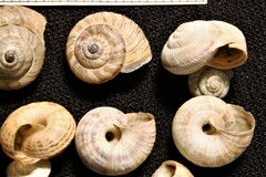 Backeljaia gigaxii