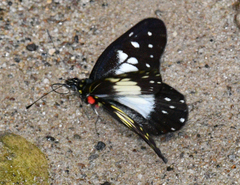 Catasticta sisamnus