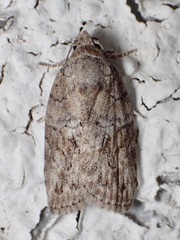 Garella nilotica