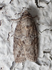 Garella nilotica