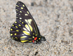Catasticta sisamnus
