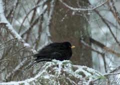 Turdus merula