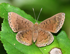 Chalodeta lypera