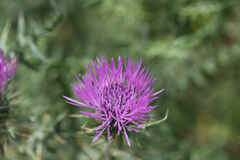 Galactites tomentosus