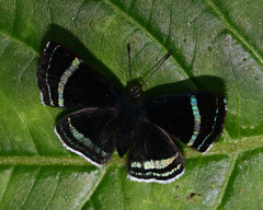 Chalodeta theodora