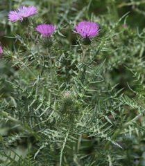 Galactites tomentosus
