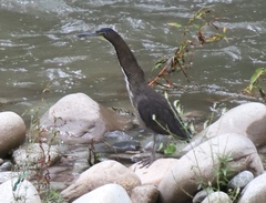 Tigrisoma fasciatum