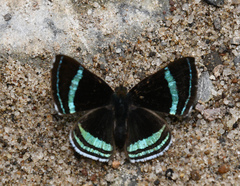 Chalodeta theodora