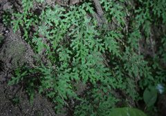 Selaginella