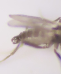 Sciaridae