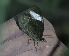 Pedaliodes