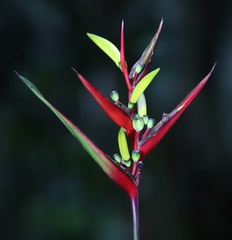Heliconia