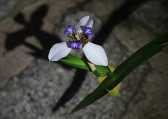 Trimezia gracilis