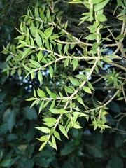 Melaleuca styphelioides