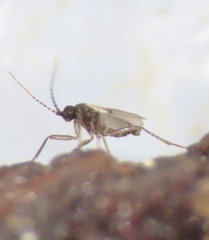 Sciaridae