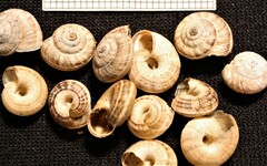 Backeljaia gigaxii