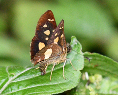 Dalla cypselus