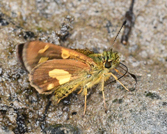 Dalla cypselus