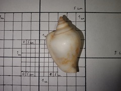 Laevistrombus canarium