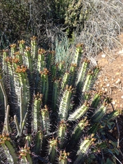 Euphorbia heptagona