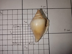 Laevistrombus canarium