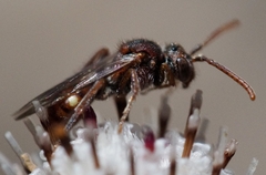 Nomada