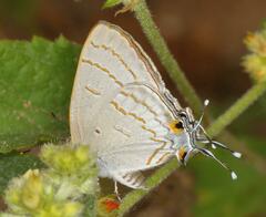 Hypolycaena philippus