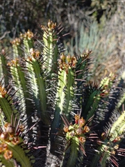 Euphorbia heptagona