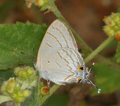 Hypolycaena philippus
