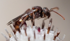 Nomada