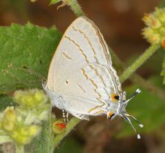 Hypolycaena philippus