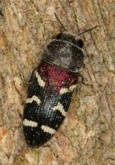 Acmaeodera virgo