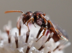 Nomada