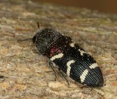Acmaeodera virgo