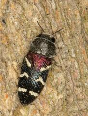 Acmaeodera virgo