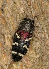 Acmaeodera virgo