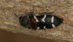 Acmaeodera virgo