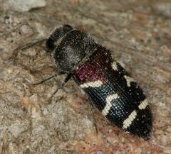Acmaeodera virgo