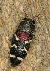 Acmaeodera virgo