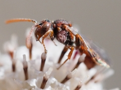 Nomada