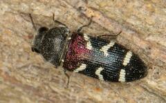 Acmaeodera virgo