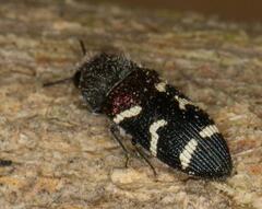 Acmaeodera virgo