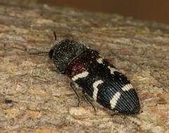 Acmaeodera virgo
