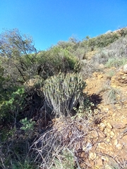 Euphorbia heptagona
