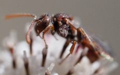 Nomada