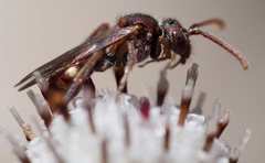 Nomada