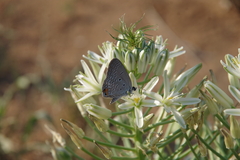 Euchrysops